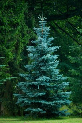 Picea pungens 'Glauca' - smrk pichlavý cv.Průhonice (115) - celek